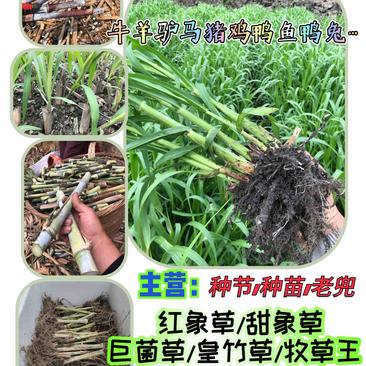 新型高产【巨菌草】（5号）种节正宗巴西红象草皇竹草甜象草