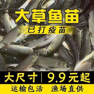 【推荐】草鱼苗长江一号，渔场直供，送货上门
