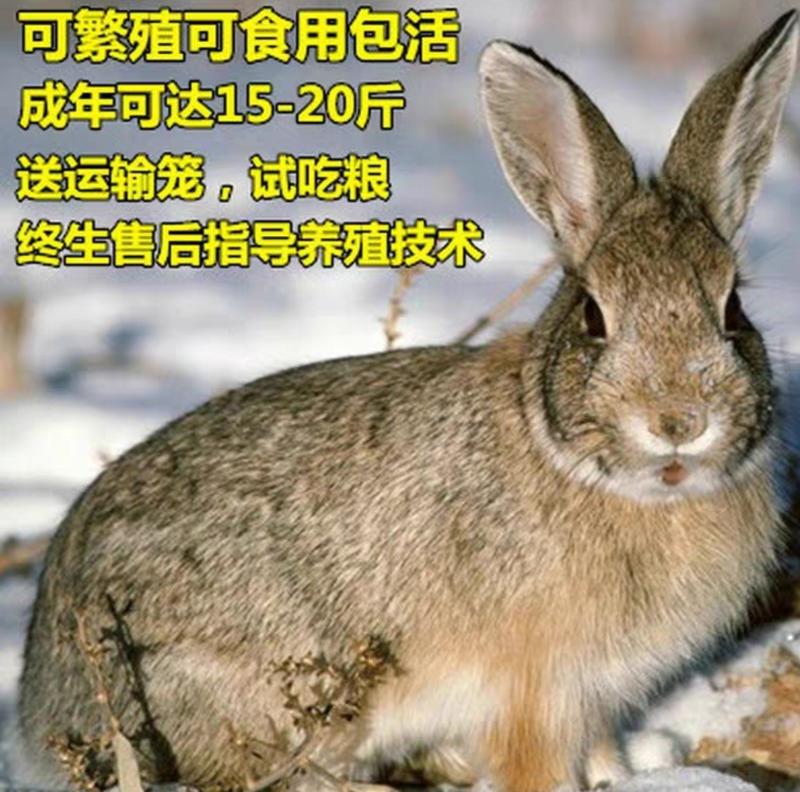 华南金兔，专业养殖，可以批发，可以一件代发，欢迎联系我！