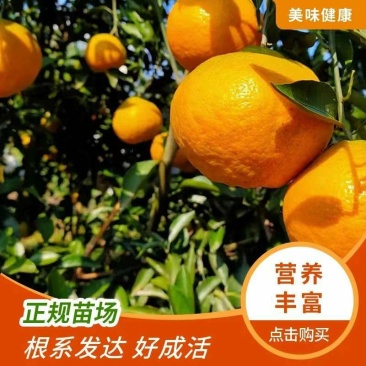 四川正宗春见耙耙柑树苗不知火柑桔丑八怪柑树苗耐寒基地直发