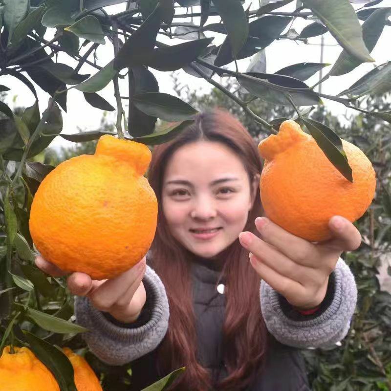四川正宗春见耙耙柑树苗不知火柑桔丑八怪柑树苗耐寒基地直发