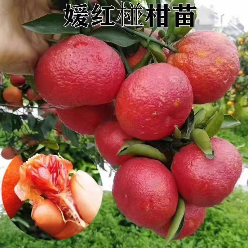 四川正宗春见耙耙柑树苗不知火柑桔丑八怪柑树苗耐寒基地直发
