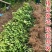 四川正宗春见耙耙柑树苗不知火柑桔丑八怪柑树苗耐寒基地直发