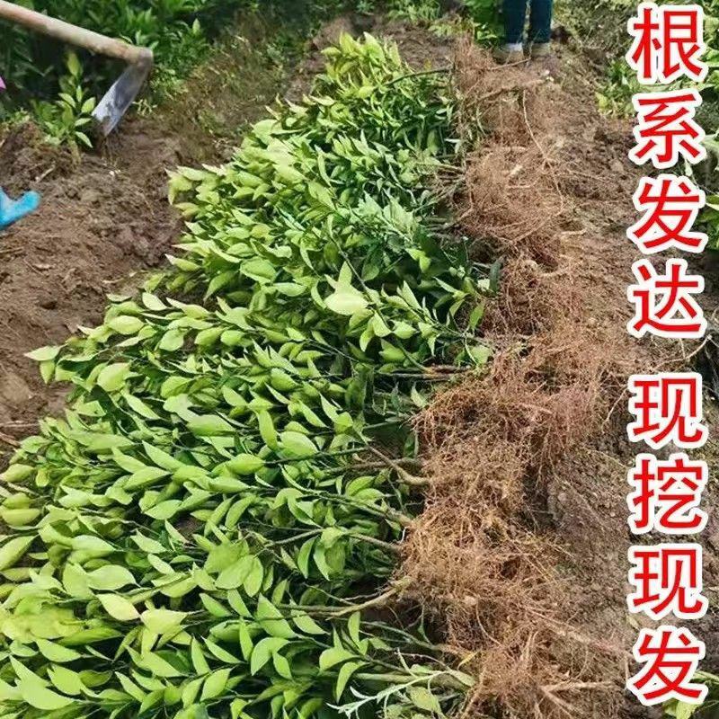 四川正宗春见耙耙柑树苗不知火柑桔丑八怪柑树苗耐寒基地直发