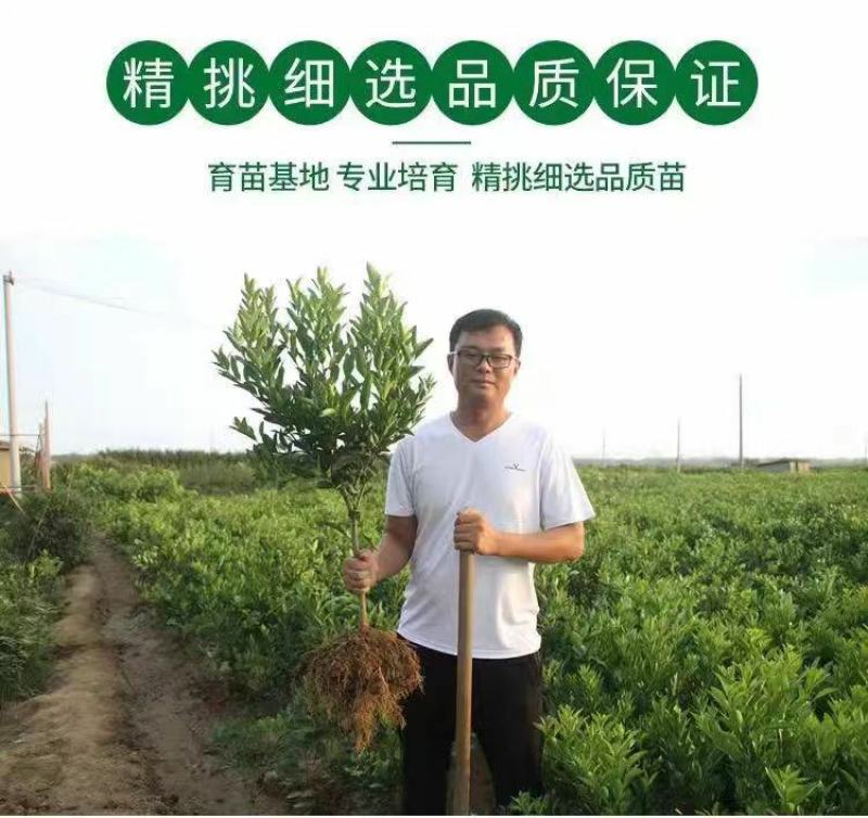 四川正宗春见耙耙柑树苗不知火柑桔丑八怪柑树苗耐寒基地直发