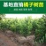 四川正宗春见耙耙柑树苗不知火柑桔丑八怪柑树苗耐寒基地直发