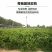 四川正宗春见耙耙柑树苗不知火柑桔丑八怪柑树苗耐寒基地直发