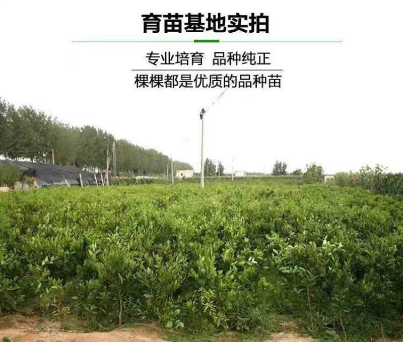 四川正宗春见耙耙柑树苗不知火柑桔丑八怪柑树苗耐寒基地直发