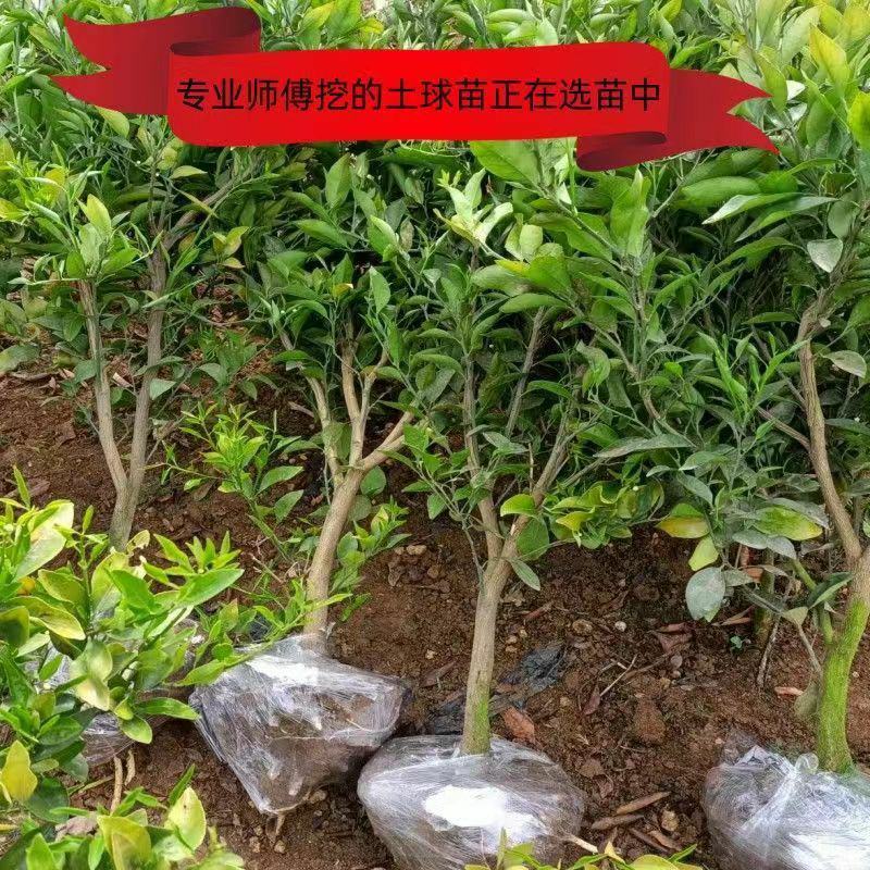 四川正宗春见耙耙柑树苗不知火柑桔丑八怪柑树苗耐寒基地直发