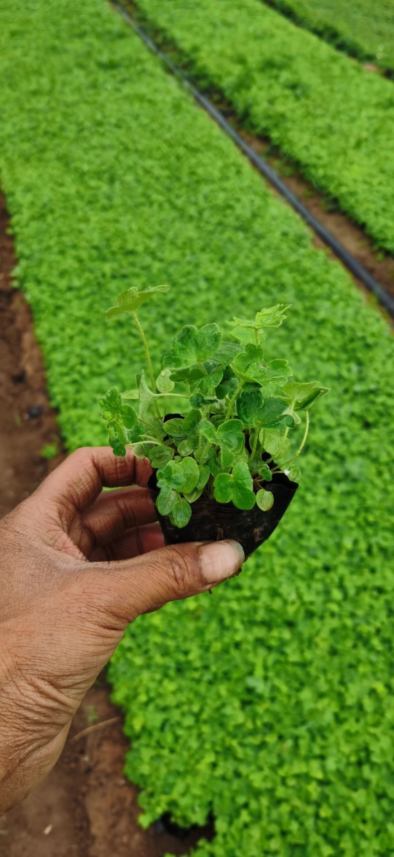 大花飞燕草，一手货源，基地直发，大量供应