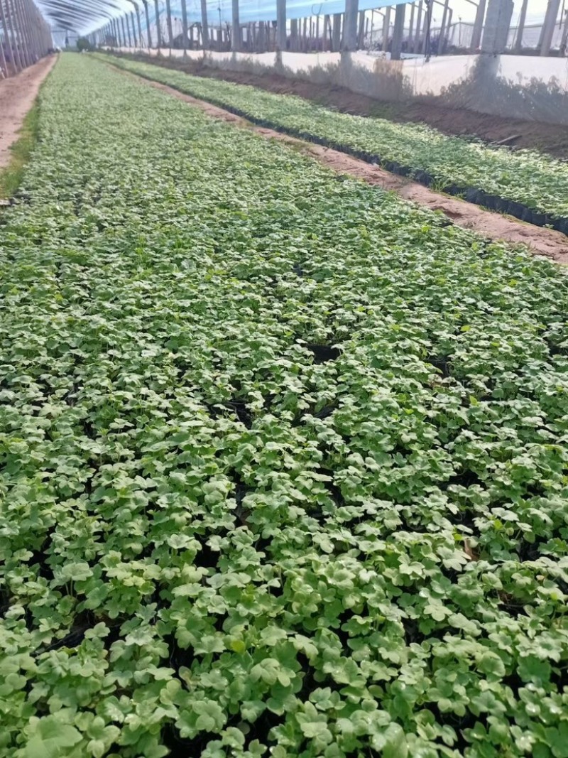 大花飞燕草，一手货源，基地直发，大量供应