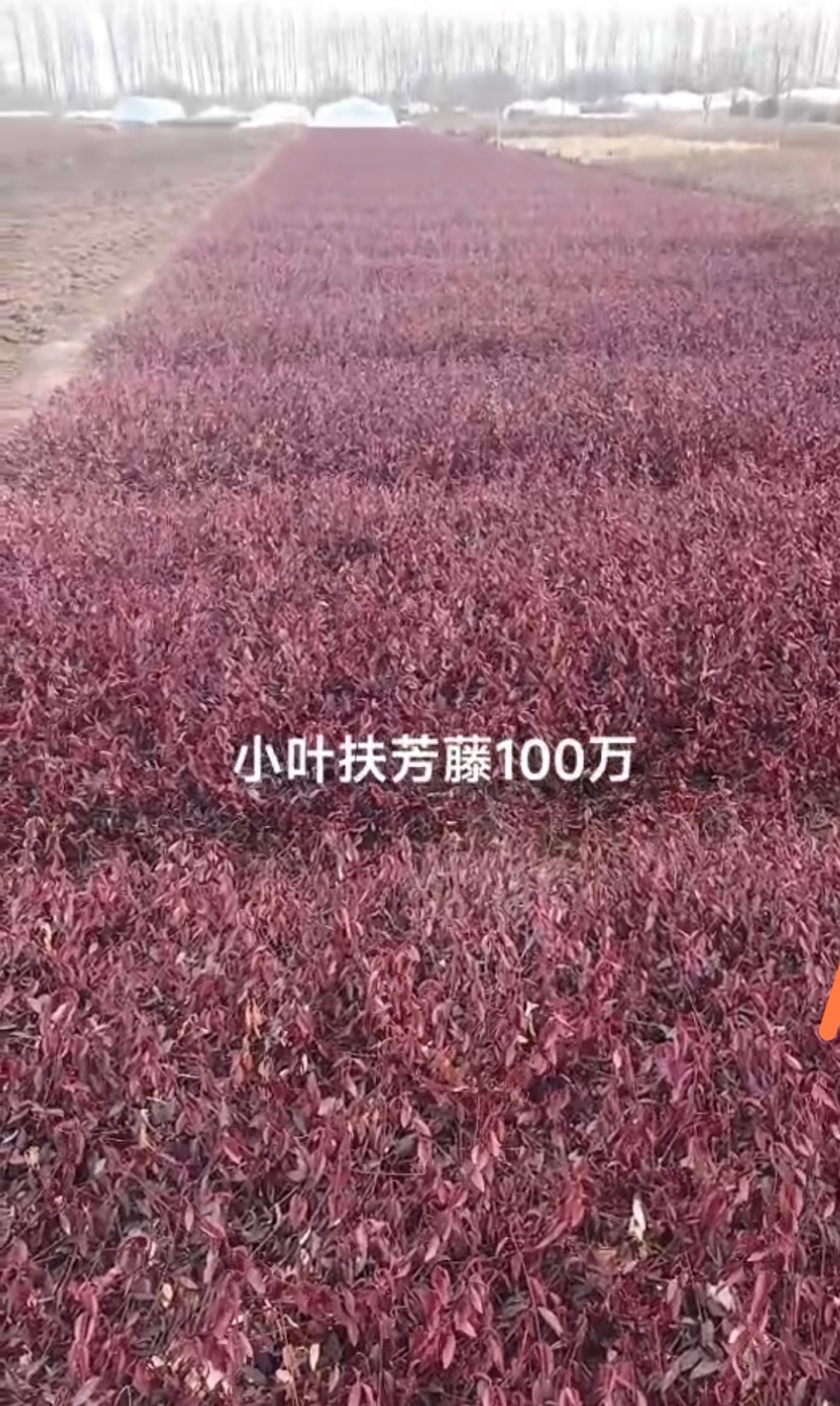 海量小叶扶芳藤当年苗50以上高护坡苗