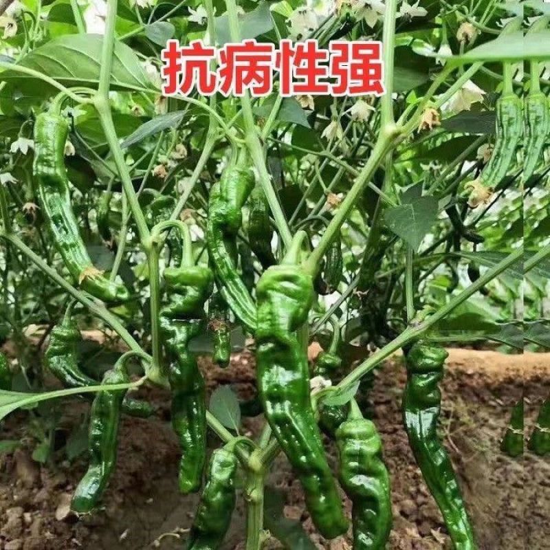 豫艺墨玉皱皱椒二号辣椒种子大果皱皮椒种籽皱皱辣种孑香辣薄