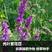 光叶紫花苕种子籽毛苕子草籽绿肥籽蜜源果园防草箭筈野豌豆草