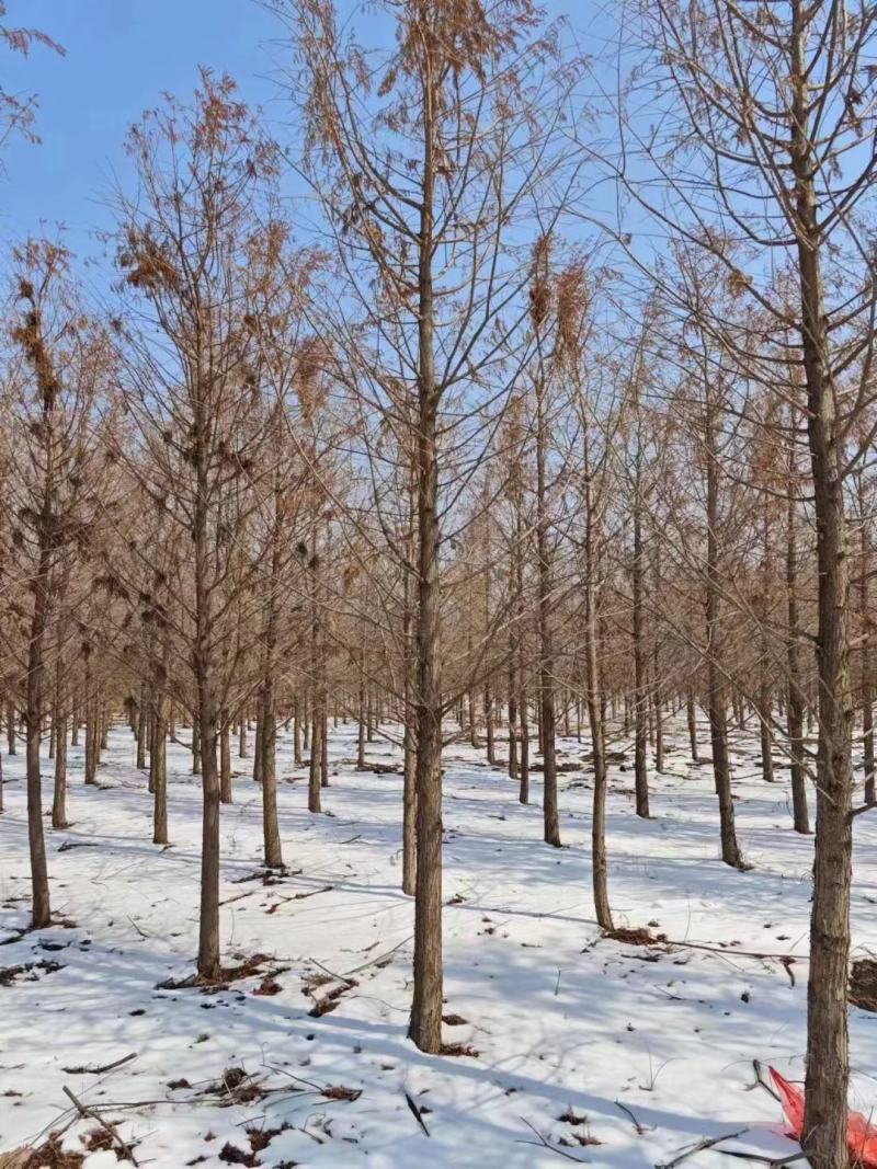 杉树基地大量批发3公分-20公分杉树，落羽杉