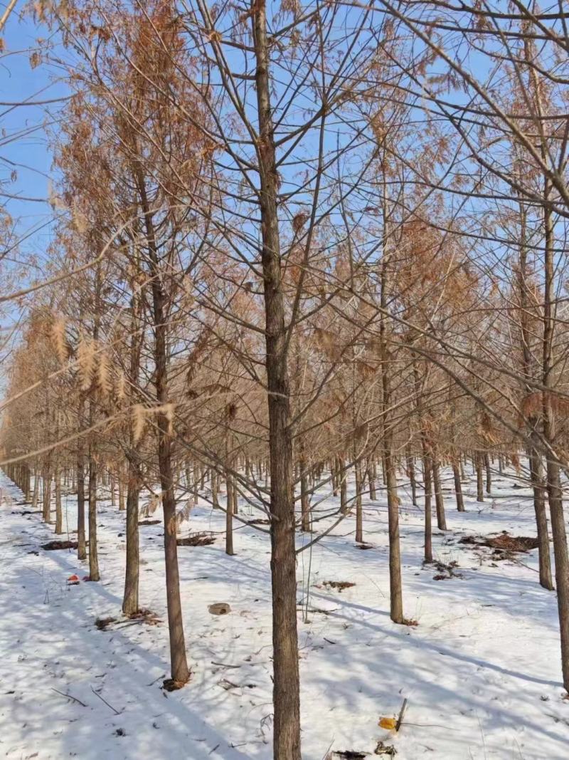 杉树基地大量批发3公分-20公分杉树，落羽杉