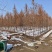 杉树基地大量批发3公分-20公分杉树，落羽杉