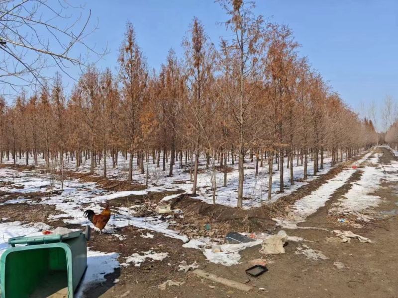 杉树基地大量批发3公分-20公分杉树，落羽杉
