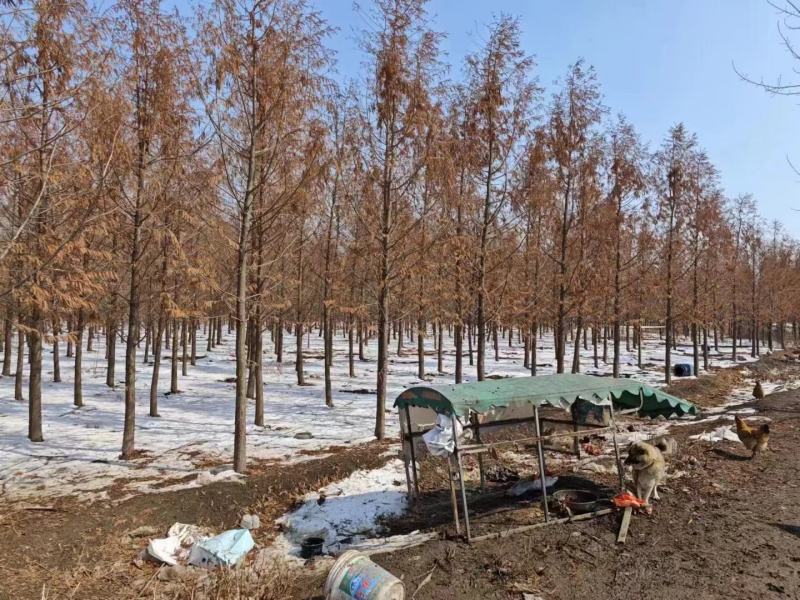 杉树基地大量批发3公分-20公分杉树，落羽杉
