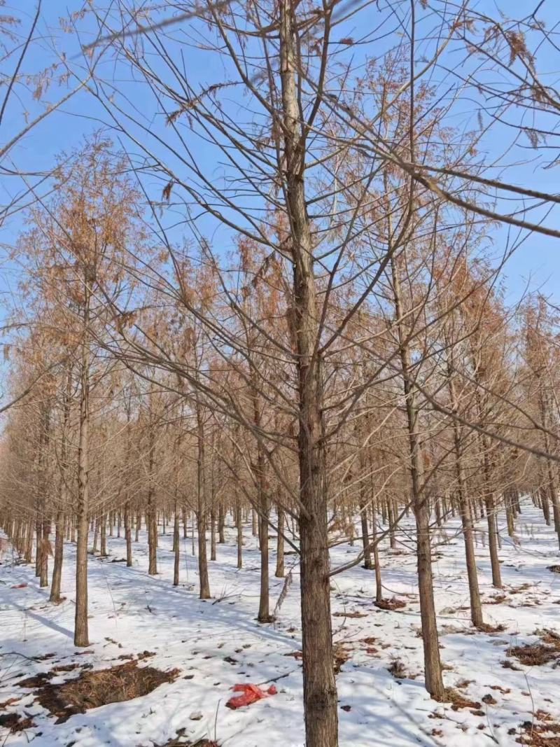 杉树基地大量批发3公分-20公分杉树，落羽杉