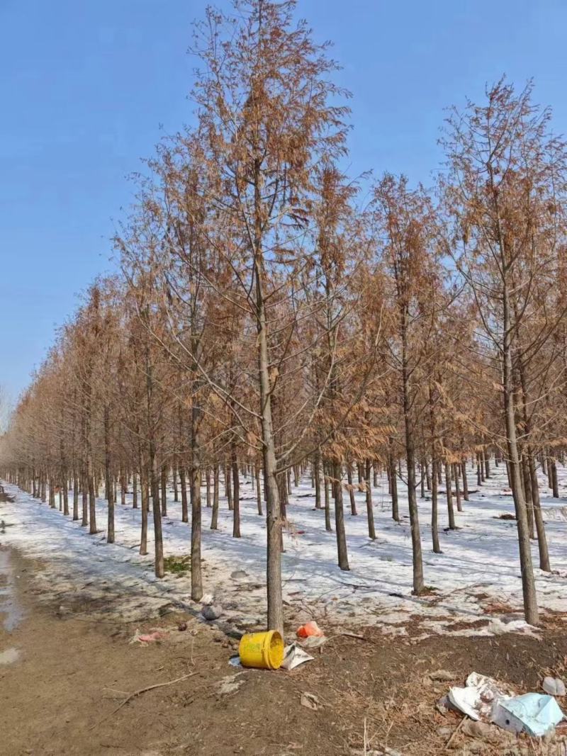 杉树基地大量批发3公分-20公分杉树，落羽杉