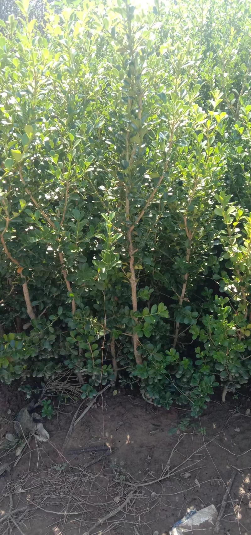 1米高小叶黄杨独杆树10万棵自家苗圃