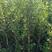 1米高小叶黄杨独杆树10万棵自家苗圃