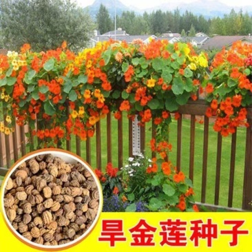 旱金莲种子，垂吊旱荷花籽草种乌金莲花籽四季盆栽易种爬藤攀