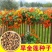 旱金莲种子，垂吊旱荷花籽草种乌金莲花籽四季盆栽易种爬藤攀