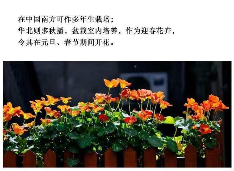 旱金莲种子，垂吊旱荷花籽草种乌金莲花籽四季盆栽易种爬藤攀
