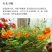 旱金莲种子，垂吊旱荷花籽草种乌金莲花籽四季盆栽易种爬藤攀