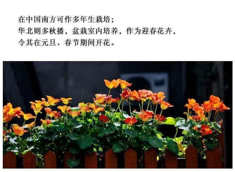 旱金莲种子，垂吊旱荷花籽草种乌金莲花籽四季盆栽易种爬藤攀
