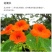旱金莲种子，垂吊旱荷花籽草种乌金莲花籽四季盆栽易种爬藤攀