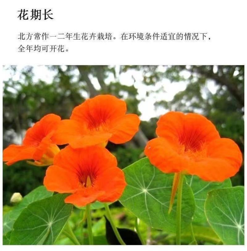 旱金莲种子，垂吊旱荷花籽草种乌金莲花籽四季盆栽易种爬藤攀