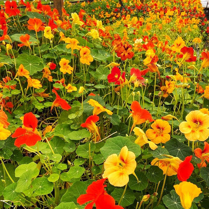旱金莲种子，垂吊旱荷花籽草种乌金莲花籽四季盆栽易种爬藤攀