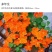 旱金莲种子，垂吊旱荷花籽草种乌金莲花籽四季盆栽易种爬藤攀