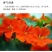 旱金莲种子，垂吊旱荷花籽草种乌金莲花籽四季盆栽易种爬藤攀