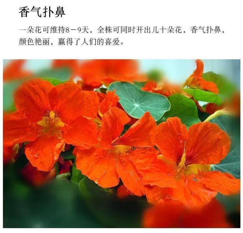 旱金莲种子，垂吊旱荷花籽草种乌金莲花籽四季盆栽易种爬藤攀
