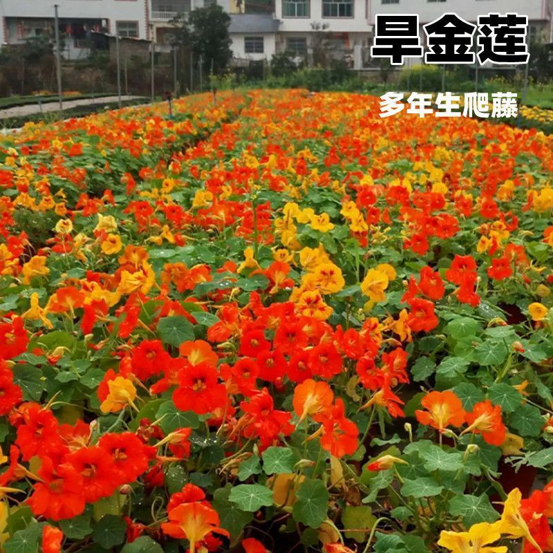 旱金莲种子，垂吊旱荷花籽草种乌金莲花籽四季盆栽易种爬藤攀