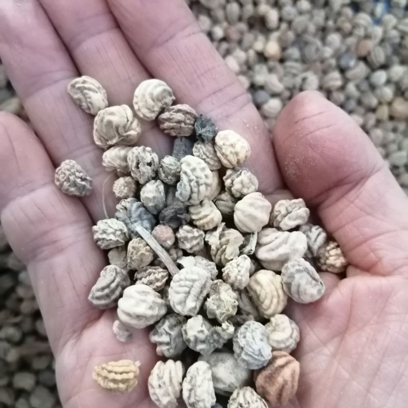 旱金莲种子，垂吊旱荷花籽草种乌金莲花籽四季盆栽易种爬藤攀