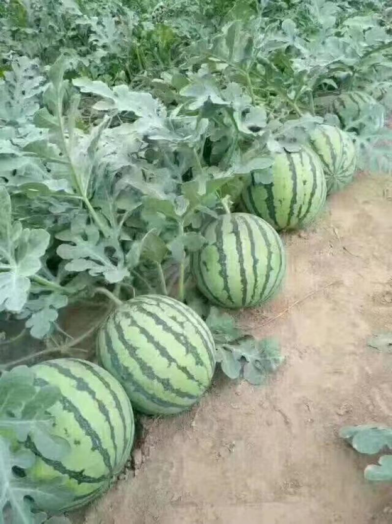 （强烈推荐）麒麟，美都，无籽西瓜，产地直发，货源充足