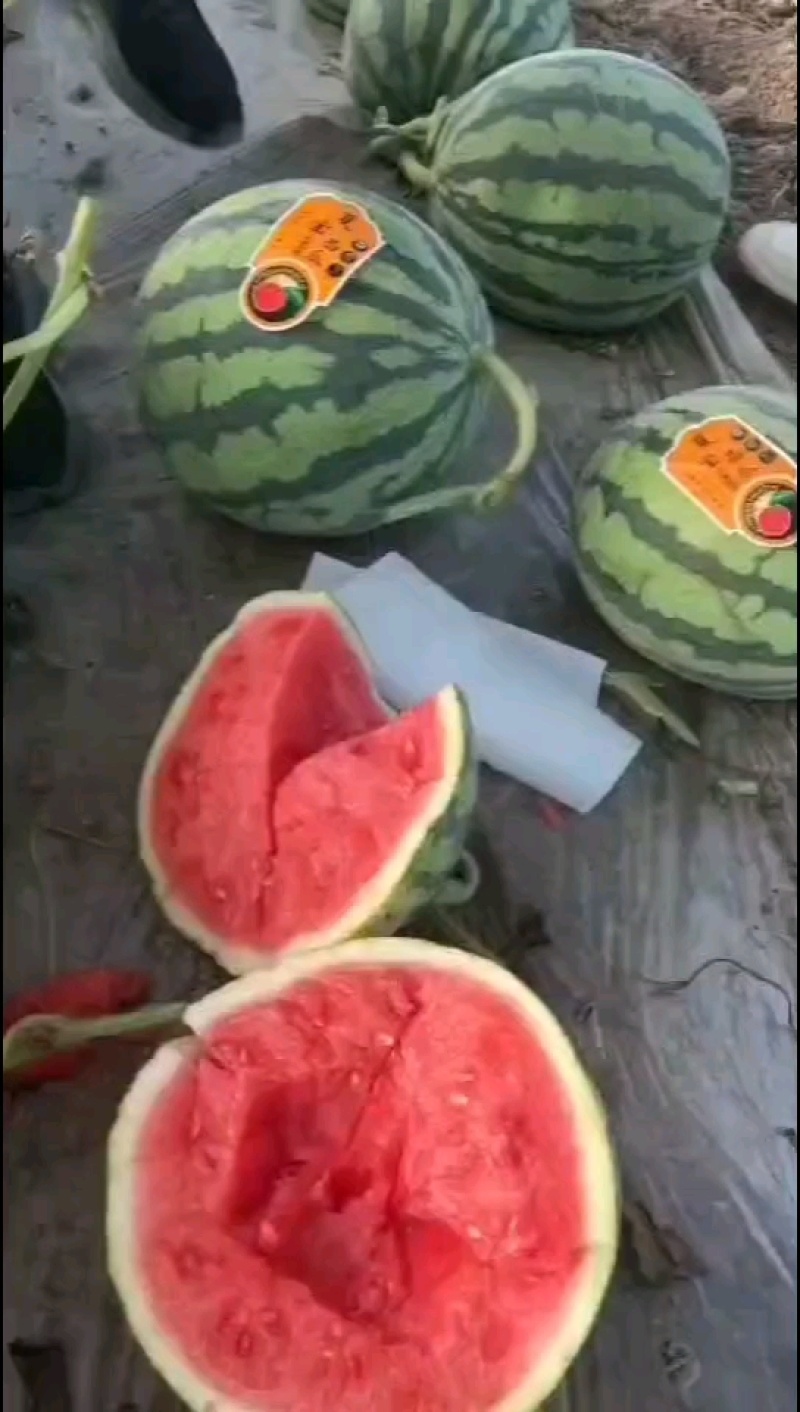 （强烈推荐）麒麟，美都，无籽西瓜，产地直发，货源充足