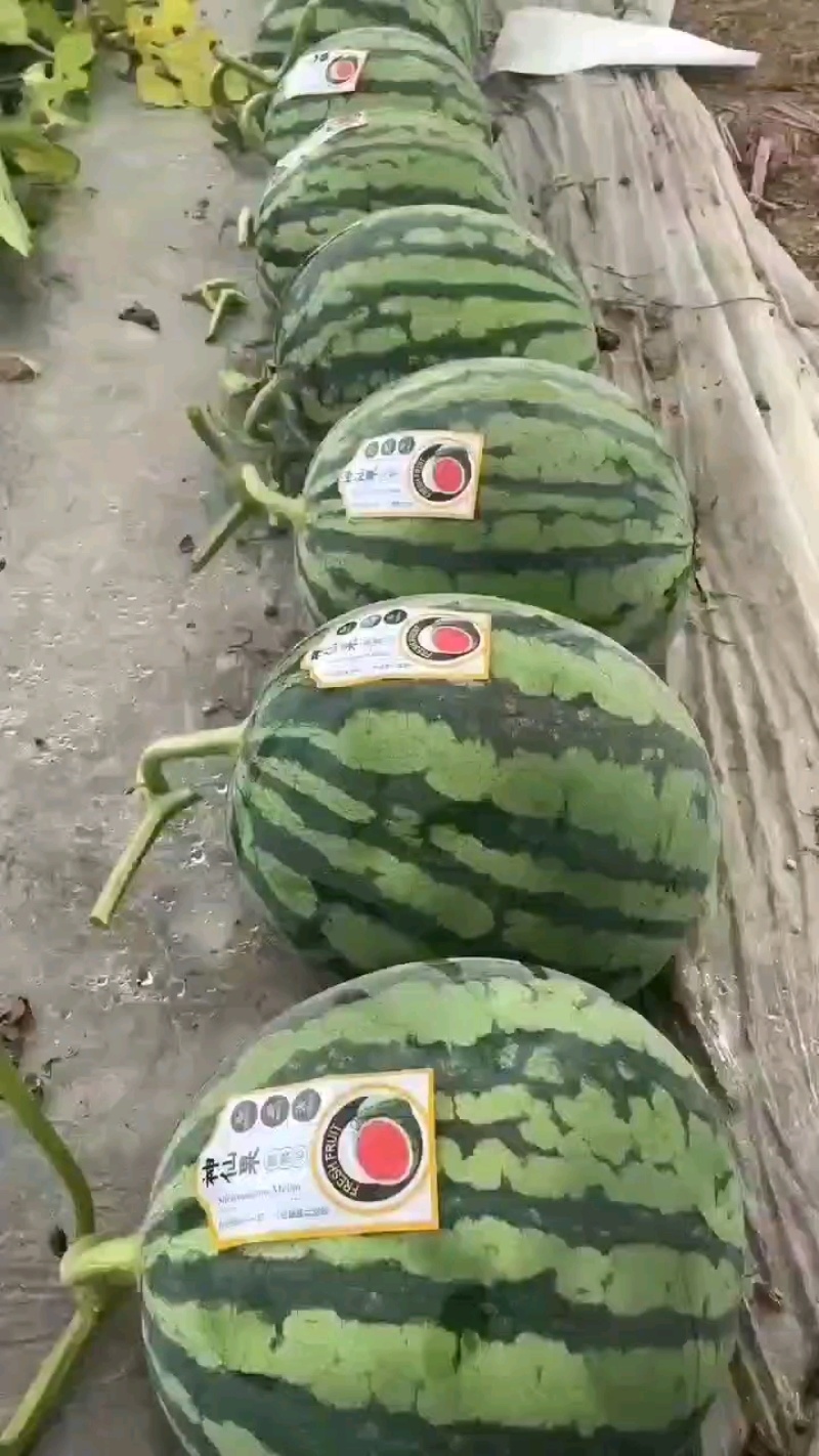 （强烈推荐）麒麟，美都，无籽西瓜，产地直发，货源充足
