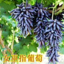 女巫指葡萄苗嫁接葡萄树苗当年结果新品种无籽无核葡萄南北方