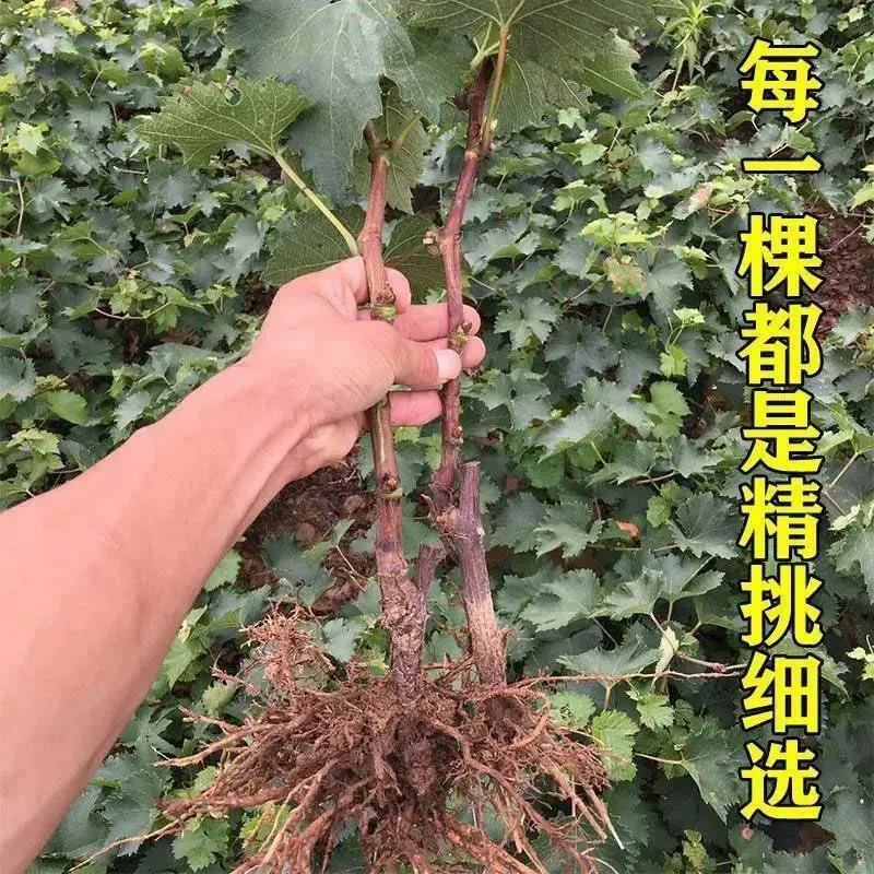女巫指葡萄苗嫁接葡萄树苗当年结果新品种无籽无核葡萄南北方