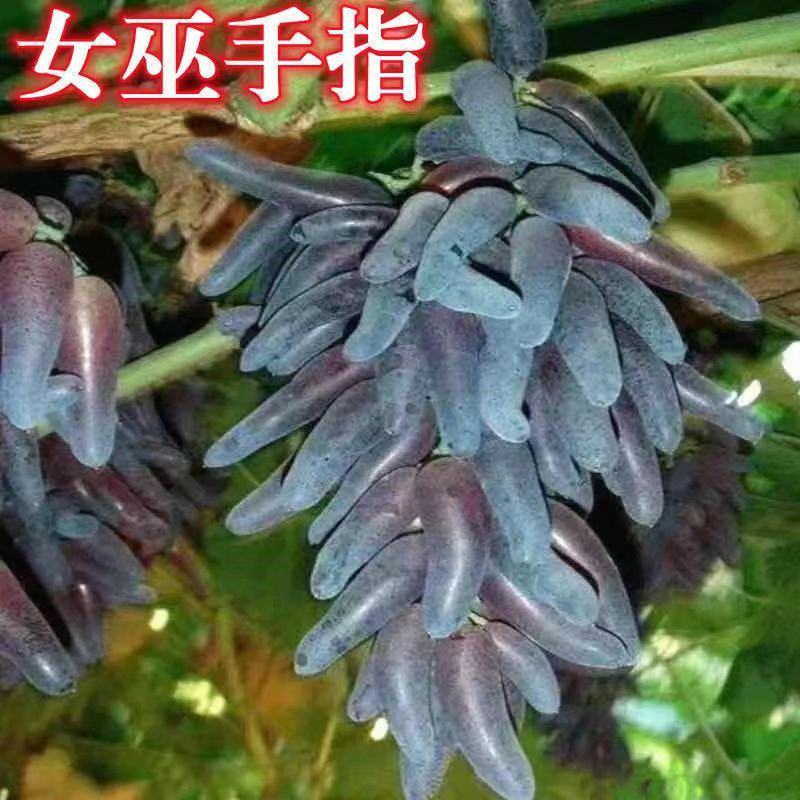 女巫指葡萄苗嫁接葡萄树苗当年结果新品种无籽无核葡萄南北方