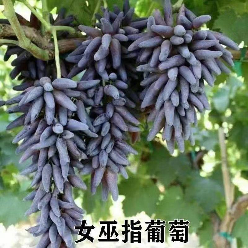 女巫指葡萄苗嫁接葡萄树苗当年结果新品种无籽无核葡萄南北方