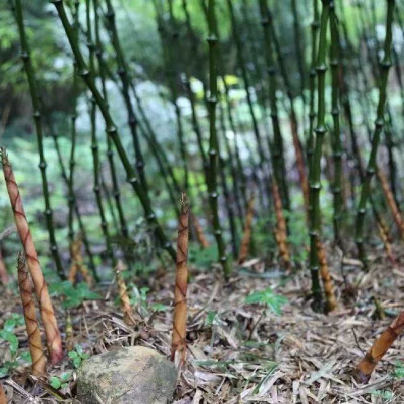 罗汉笋，野生，个人一手货源，