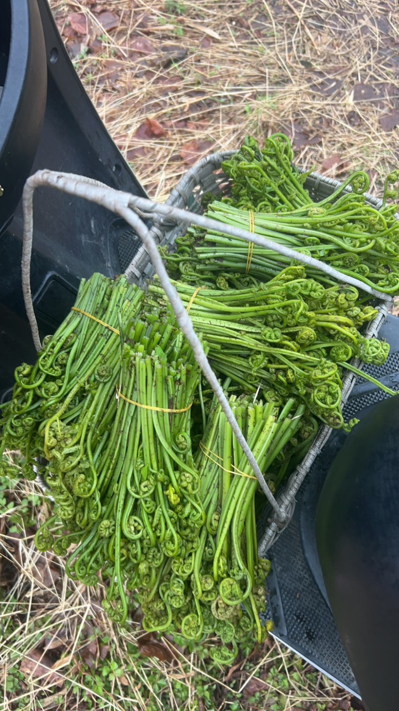 现货特产新鲜现摘野生水蕨菜