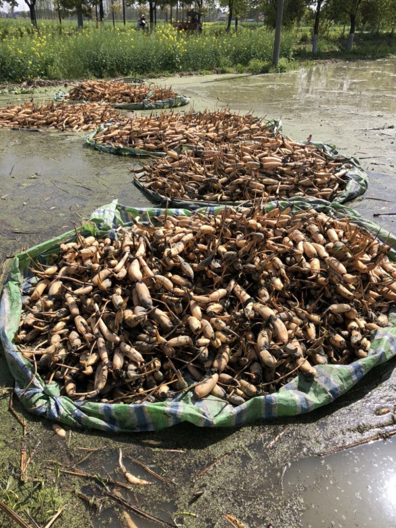 洪湖粉藕种.洪湖莲藕苗.湖北粉藕种苗.野藕种苗.沔城藕种